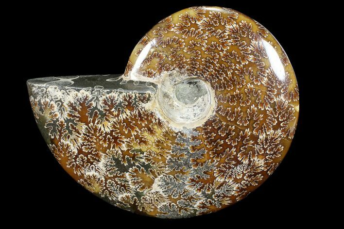 Polished, Agatized Ammonite (Cleoniceras) - Madagascar #88152